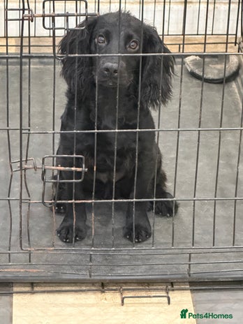Cocker Spaniel dogs - Advert 10