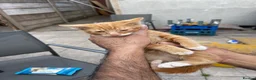 Mixed Breed cats for sale: KITTENS FOR SALE - Advert 20