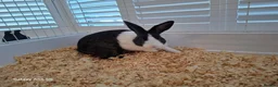 Mixed Breed rabbits for sale: Rabbit ready to go for free  - Advert 4