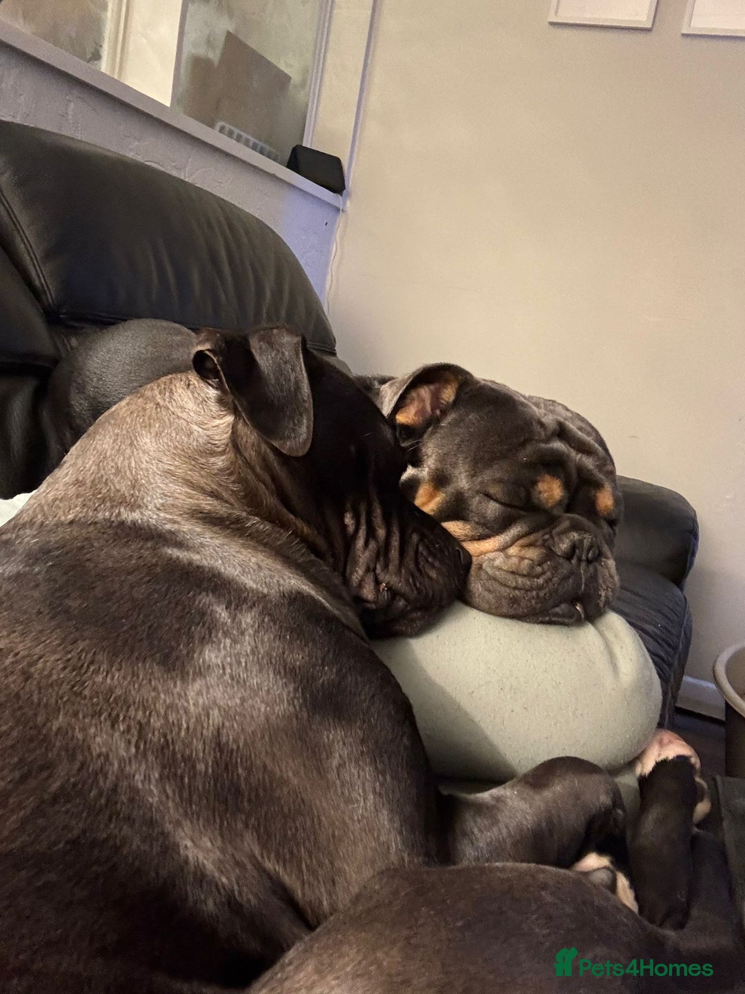 English Bulldog dogs for sale: Dexter - English Bulldog - Advert 2