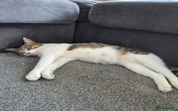 Mixed Breed cats for sale: Male Kitten - Image 3