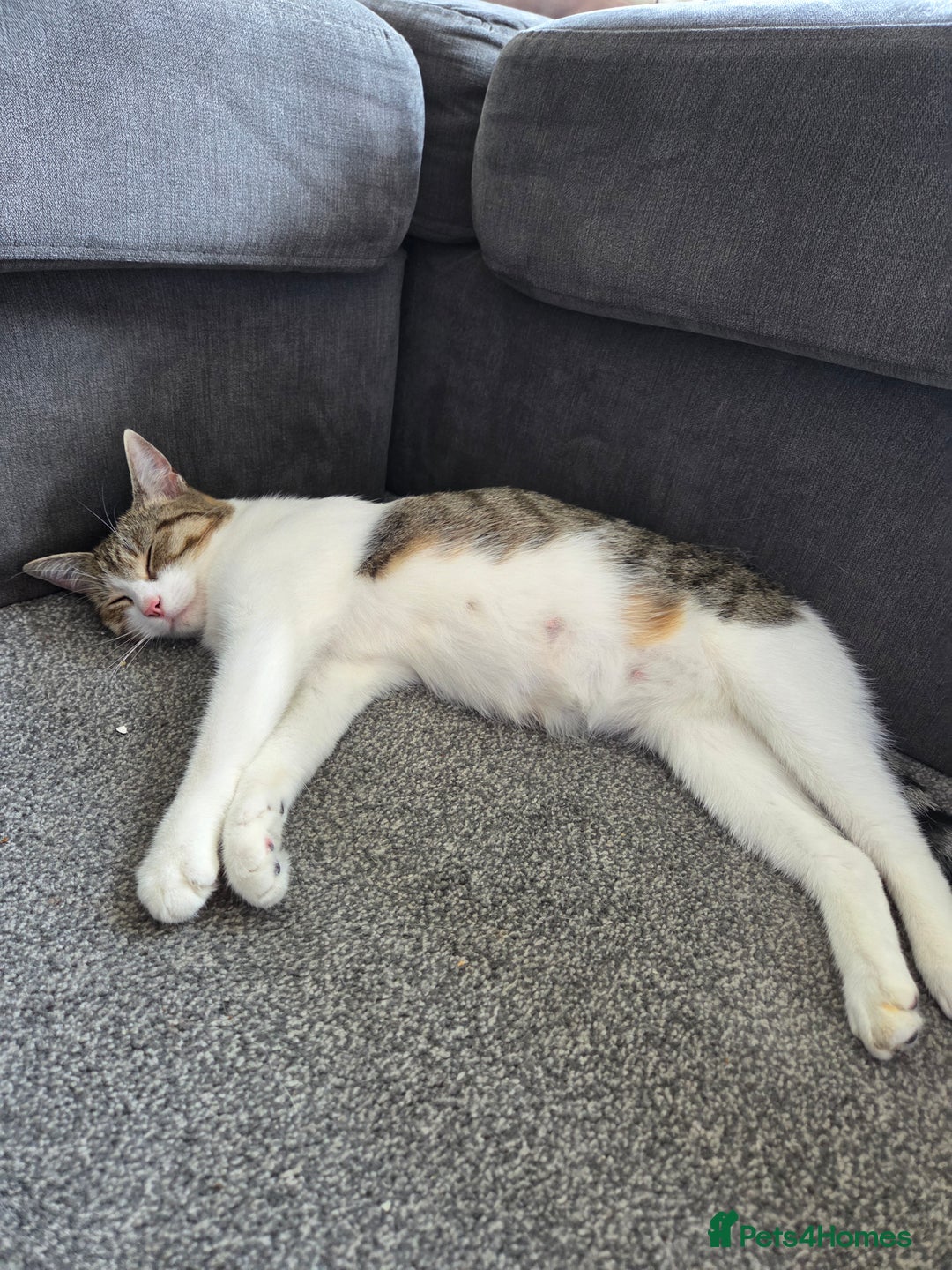 Mixed Breed cats for sale: Male Kitten - Image 3