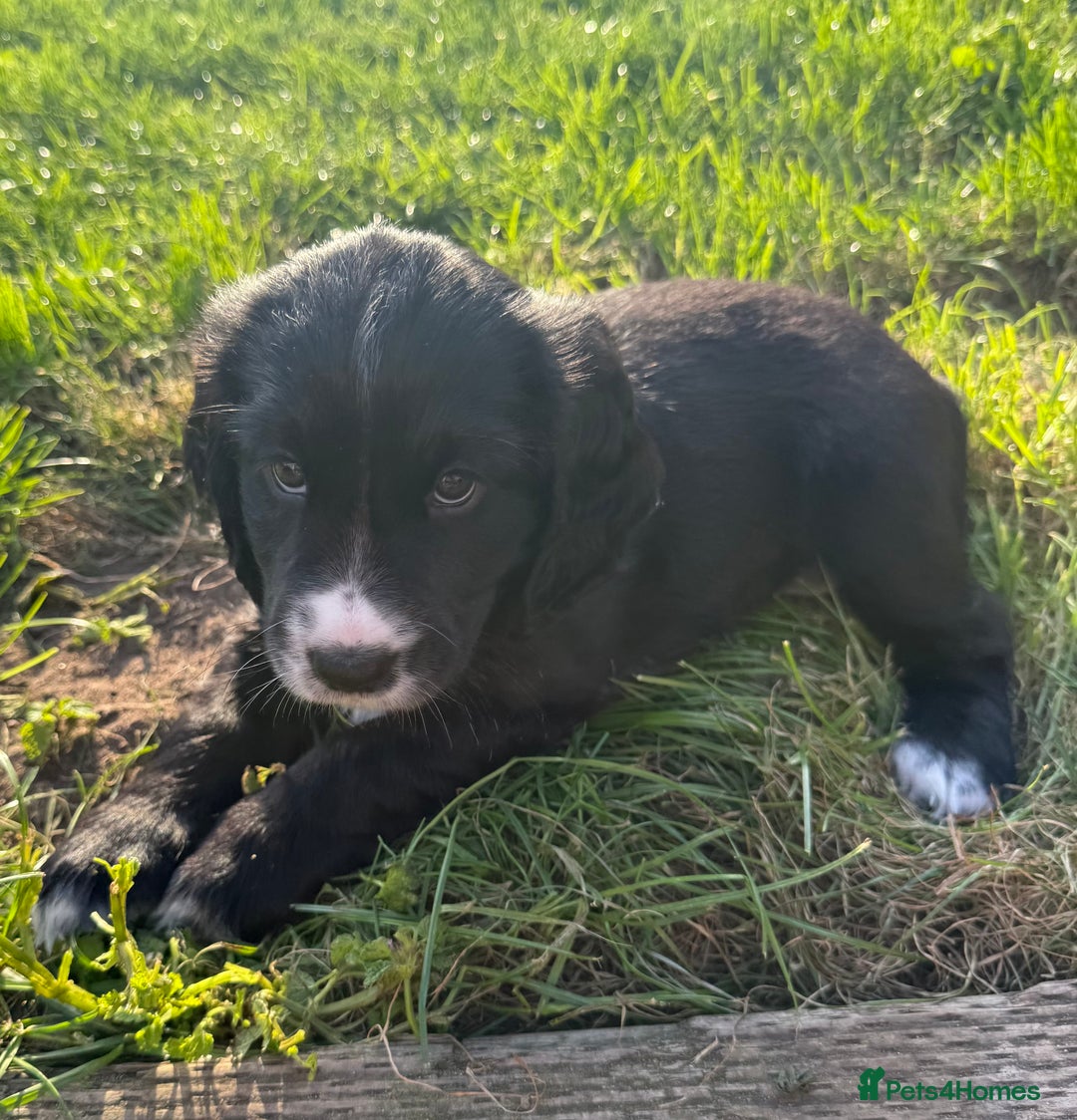 Cockerdor dogs for sale: Cockerdor puppies ready 10th October.  - Image 12