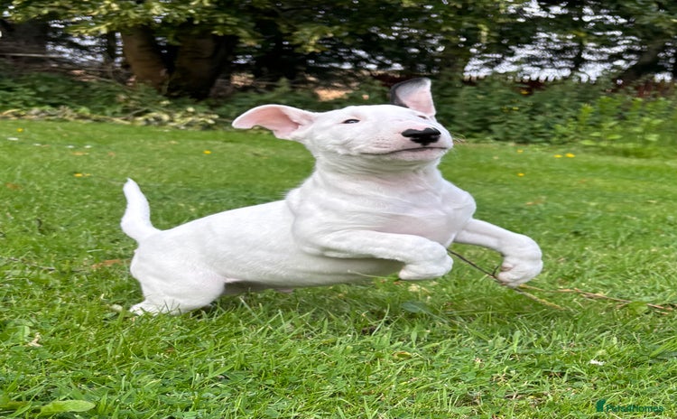English Bull Terrier dogs - Advert 1