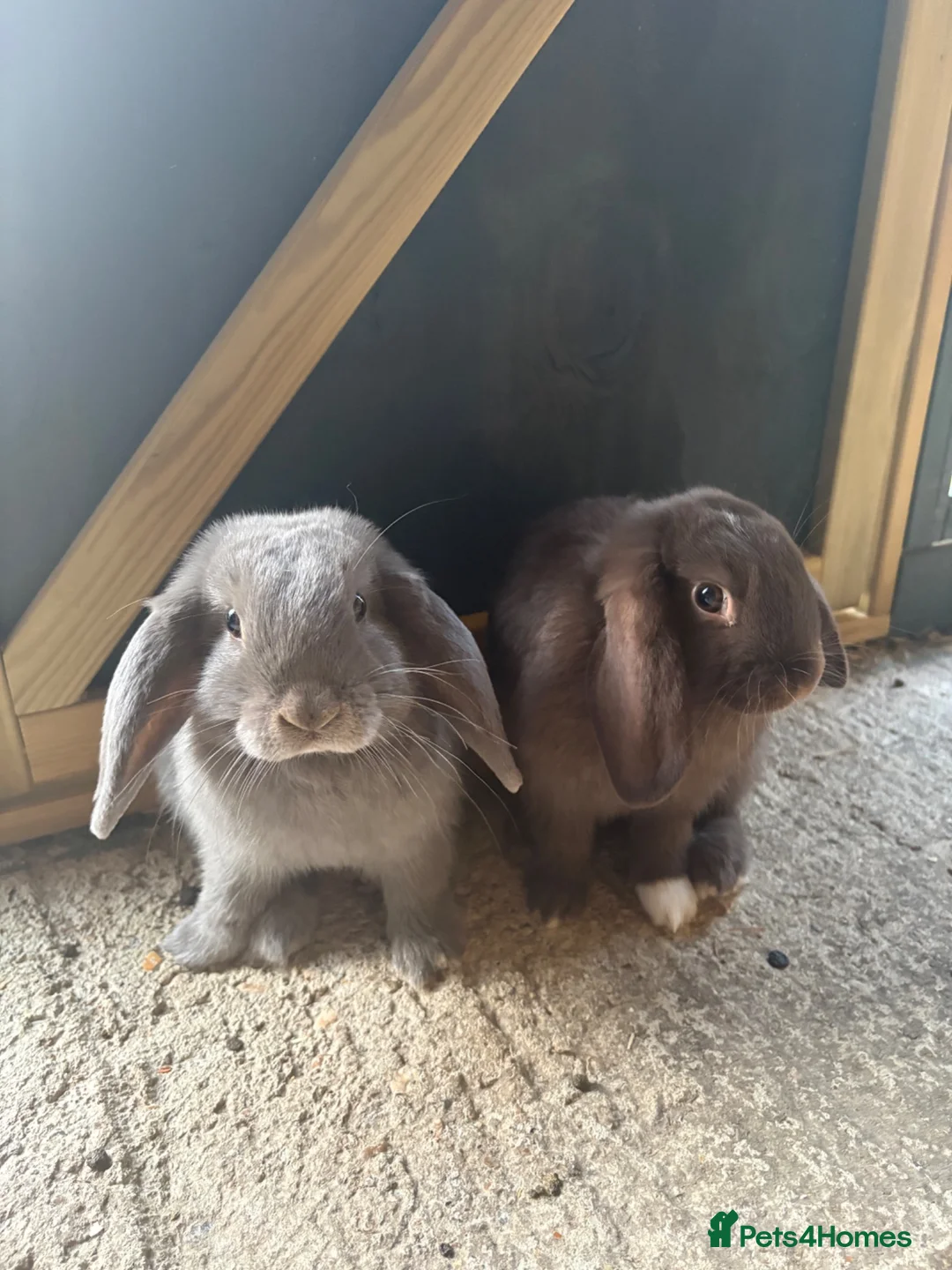 Mini Lop rabbits for sale: X2 mini lop sisters  in Worthing - Advert 1