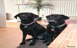 Labrador Retriever dogs for sale: 2 Beautiful KC Labrador girls - Image 5