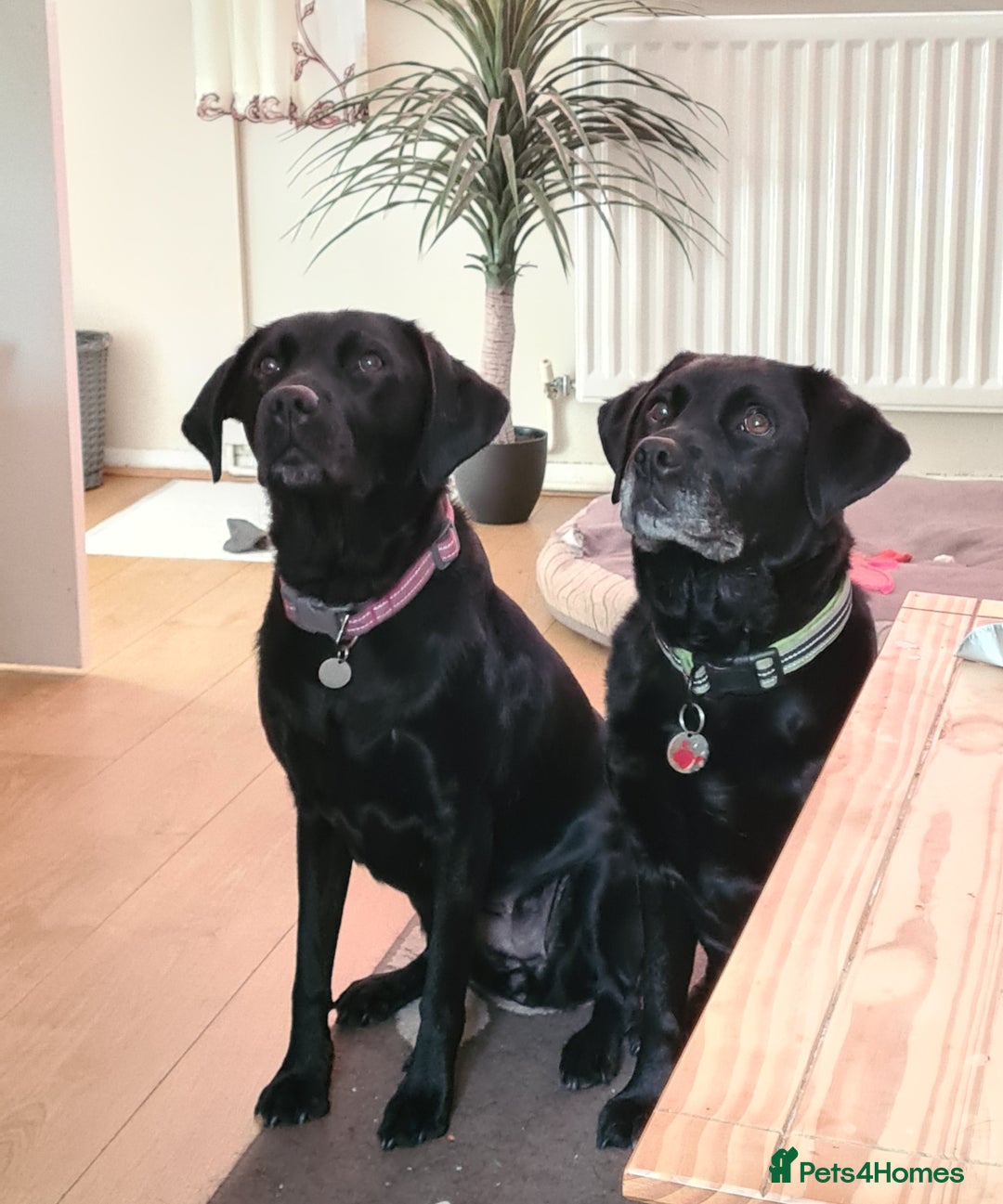 Labrador Retriever dogs for sale: 2 Beautiful KC Labrador girls - Image 5