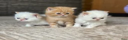 Exotic cats for sale: Stunning Exotic x Persian kittens - Advert 3