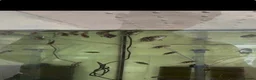 Cichlids fish for sale: Jack Dampsey babies - Advert 1