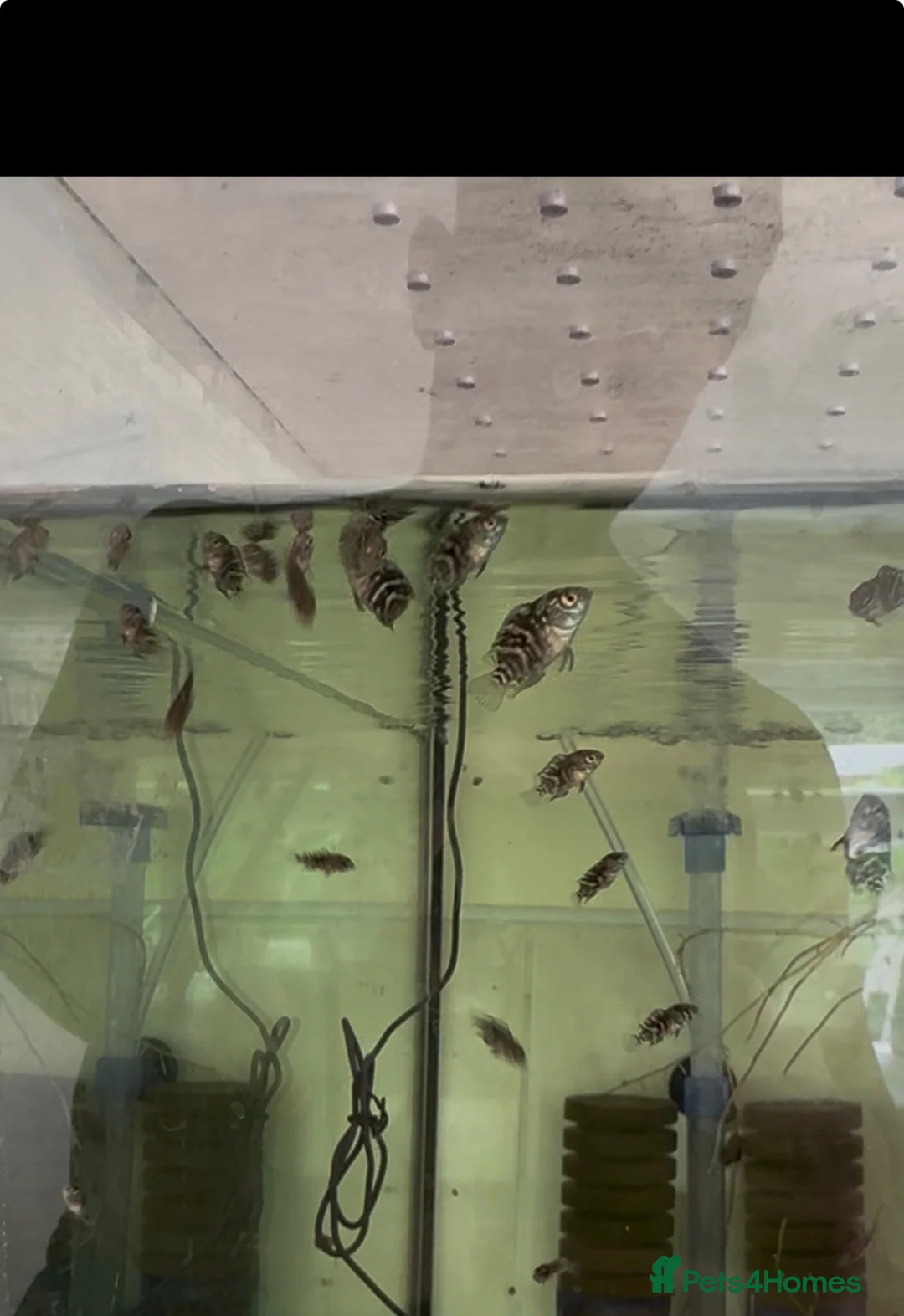 Cichlids fish for sale: Jack Dampsey babies - Advert 1