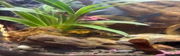 Other/Mixed Breed fish for sale: 5 beautiful male endlers guppies - Advert 8