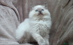 Ragdoll cats for sale: GCCF PET/ACTIVE KITTENS CHAMPION IMP BLOODLINES - Image 15