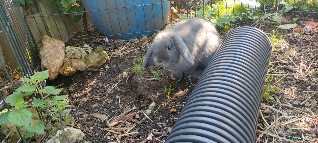 Mini Lop rabbits for sale: Bonded pair of cute friendly young mini lop boys - Image 12