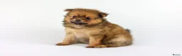 Pomeranian dogs for sale: Pomeranian Puppies - Advert 5