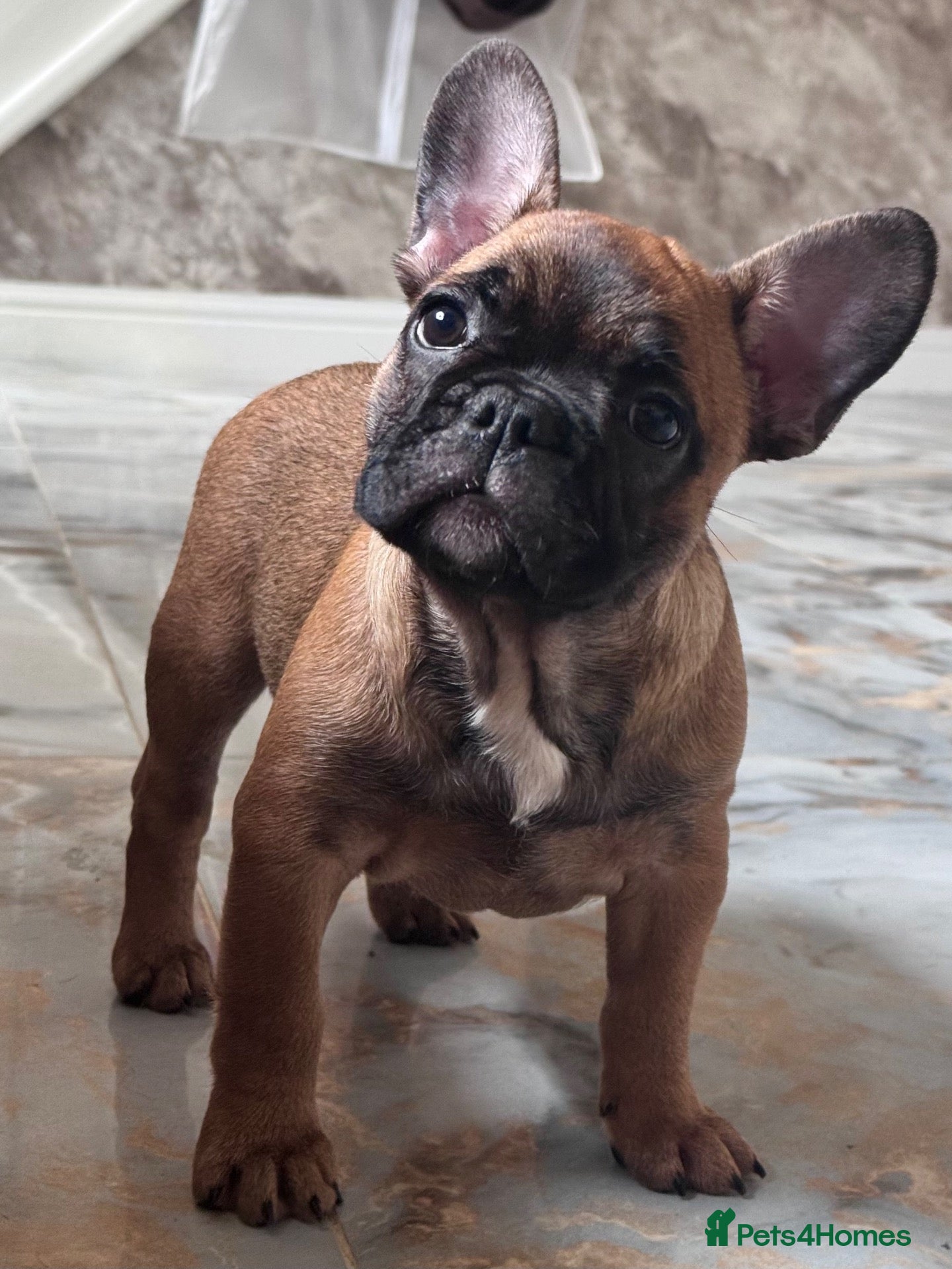 French Bulldog dogs Champion Sired red fawn French bulldog puppies  - Advert 1