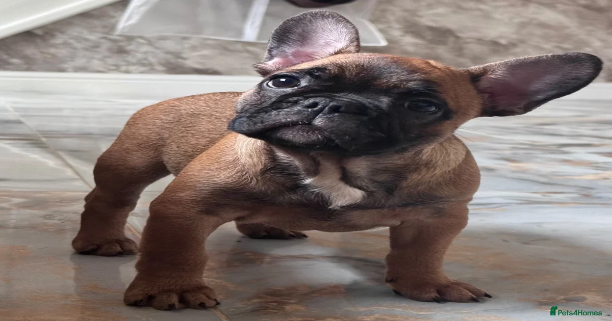 Frenchi Puppies for sale | Pets4Homes