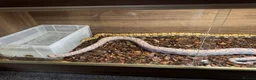 Boa Snake reptiles for sale: Brazilian Rainbow Boa breeding trio - Advert 4