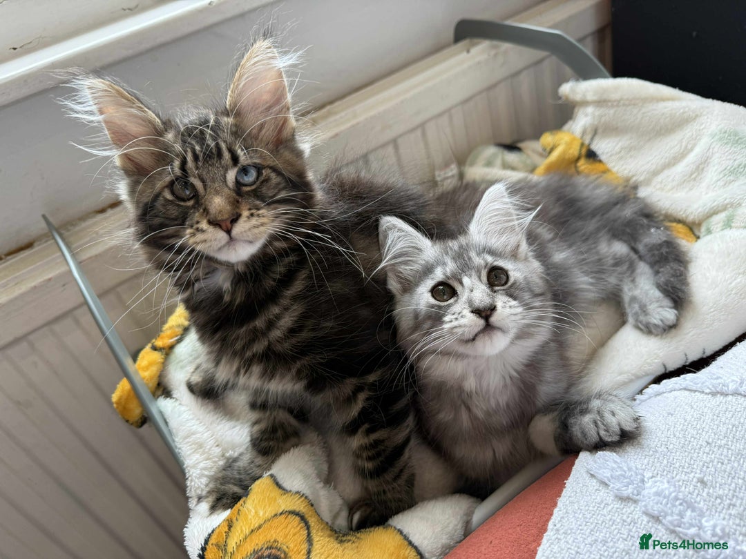 Maine Coon cats for sale: Maine coon - Image 15