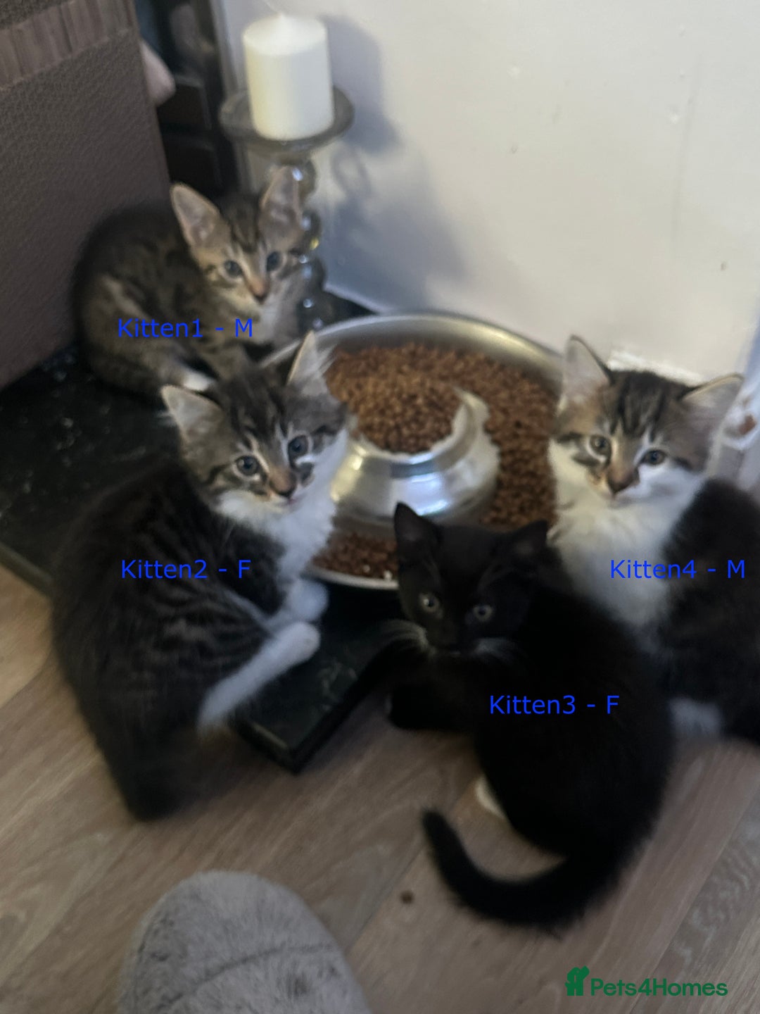 Mixed Breed cats for sale: READY NOW!!  - Advert 1