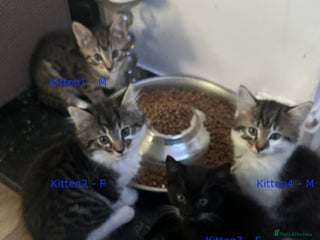 Mixed Breed cats READY NOW!! - Advert 1