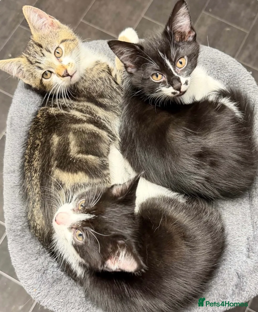 Domestic Shorthair cats for sale: Kittens  in Peterhead - Advert 2