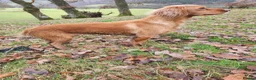 Cocker Spaniel dogs for sale: Stunning Working Cocker Spaniel Pups - Advert 6