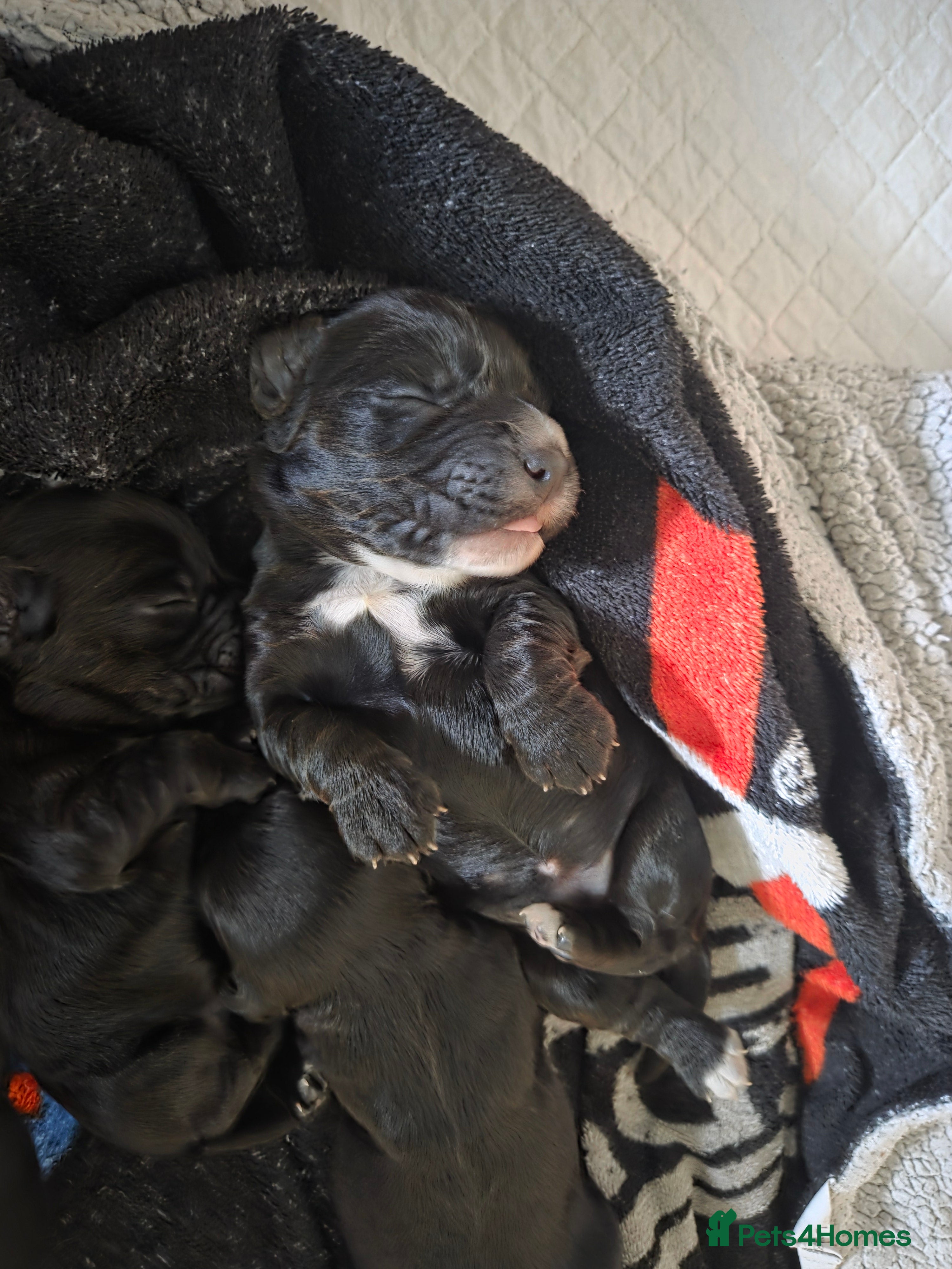 Cocker Spaniel dogs KC Working Cocker Spaniels - Advert 2