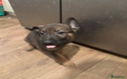 German Shepherd dogs for sale: Last boy left!Price negotiable ready to go ! £600 - Image 11