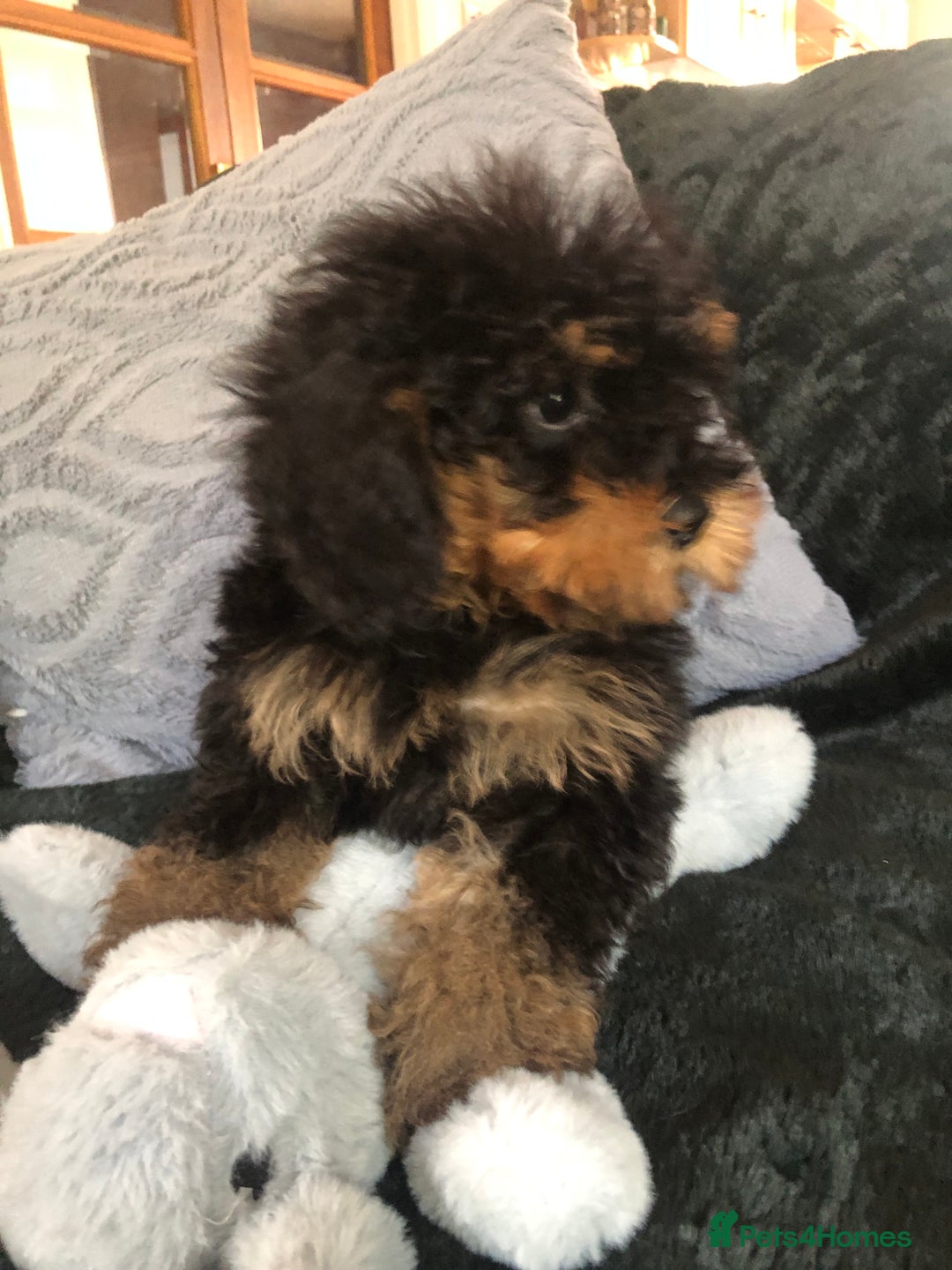 Mixed Breed dogs for sale: shihtzu x toy poodle puppies for sale - Image 20
