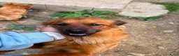 Mixed Breed dogs for adoption: Bert  in Brighton - Advert 5