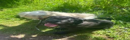 Cane Corso dogs for sale: Male cane corso - Advert 1
