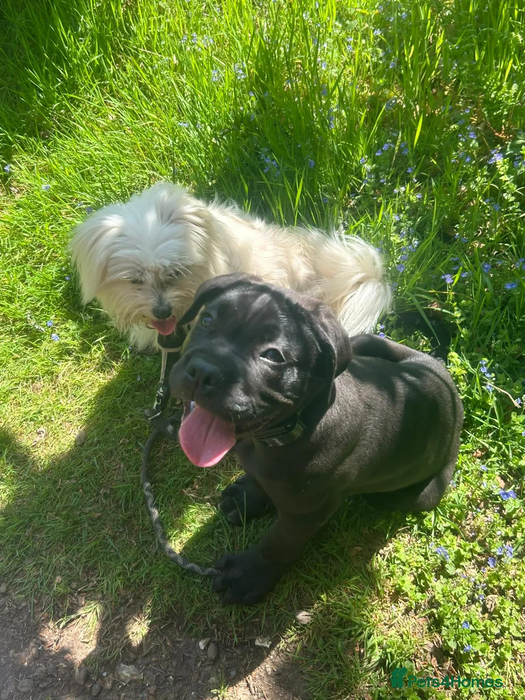 Cane Corso dogs for sale: Male cane corso - Advert 1
