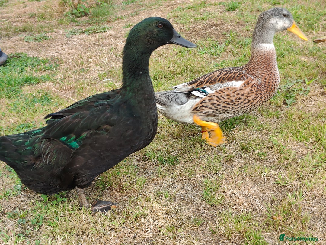Ducks poultry for sale: 8-week old Cayuga x mini Silver Appleyard ducks - Image 6