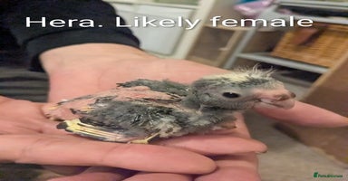 Parakeets birds Hand reared baby kakarikis - Advert 7