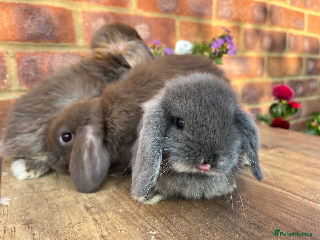 Mini Lop rabbits for sale: Mini lop babies RTL 2nd September - Image 9