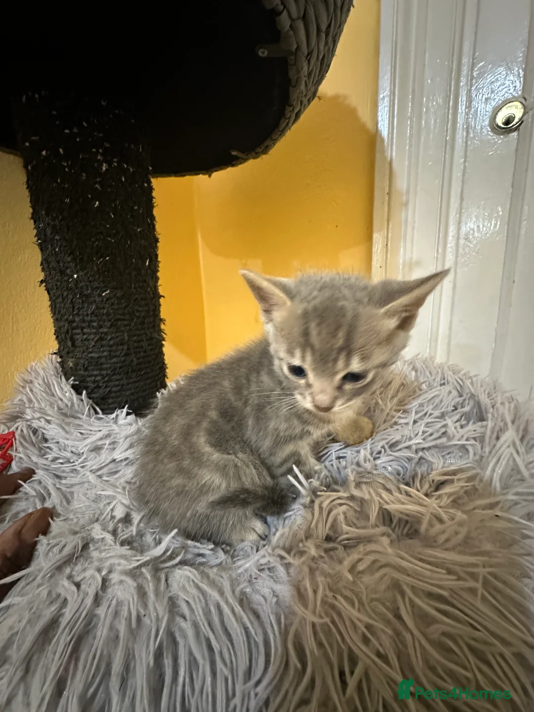 Bengal cats for sale: 2 Smokey Blue Male Bengals 1 Female Tanny - Advert 11