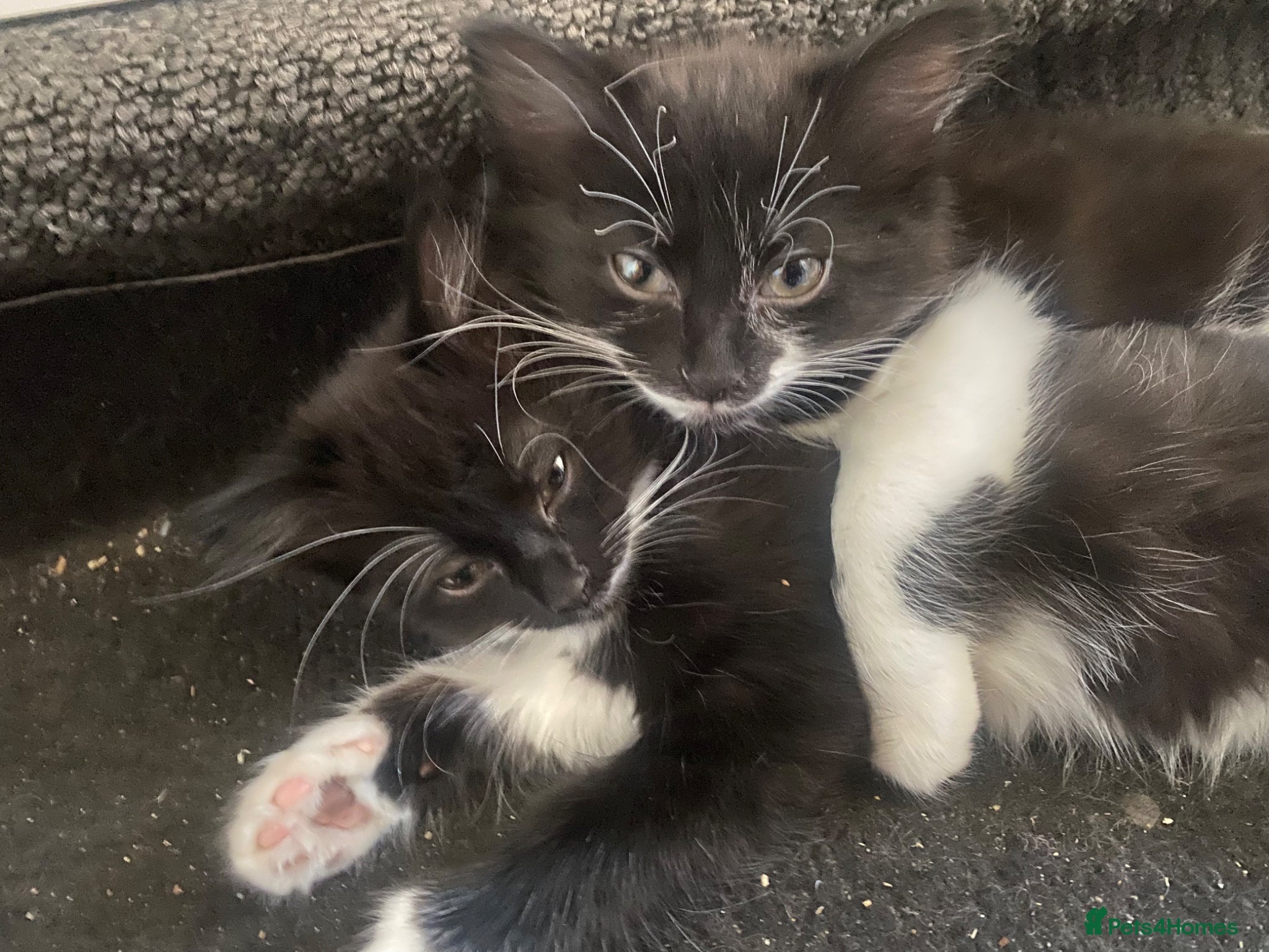 Mixed Breed cats for sale: Tuxedo kittens looking for their forever homes  - Advert 5