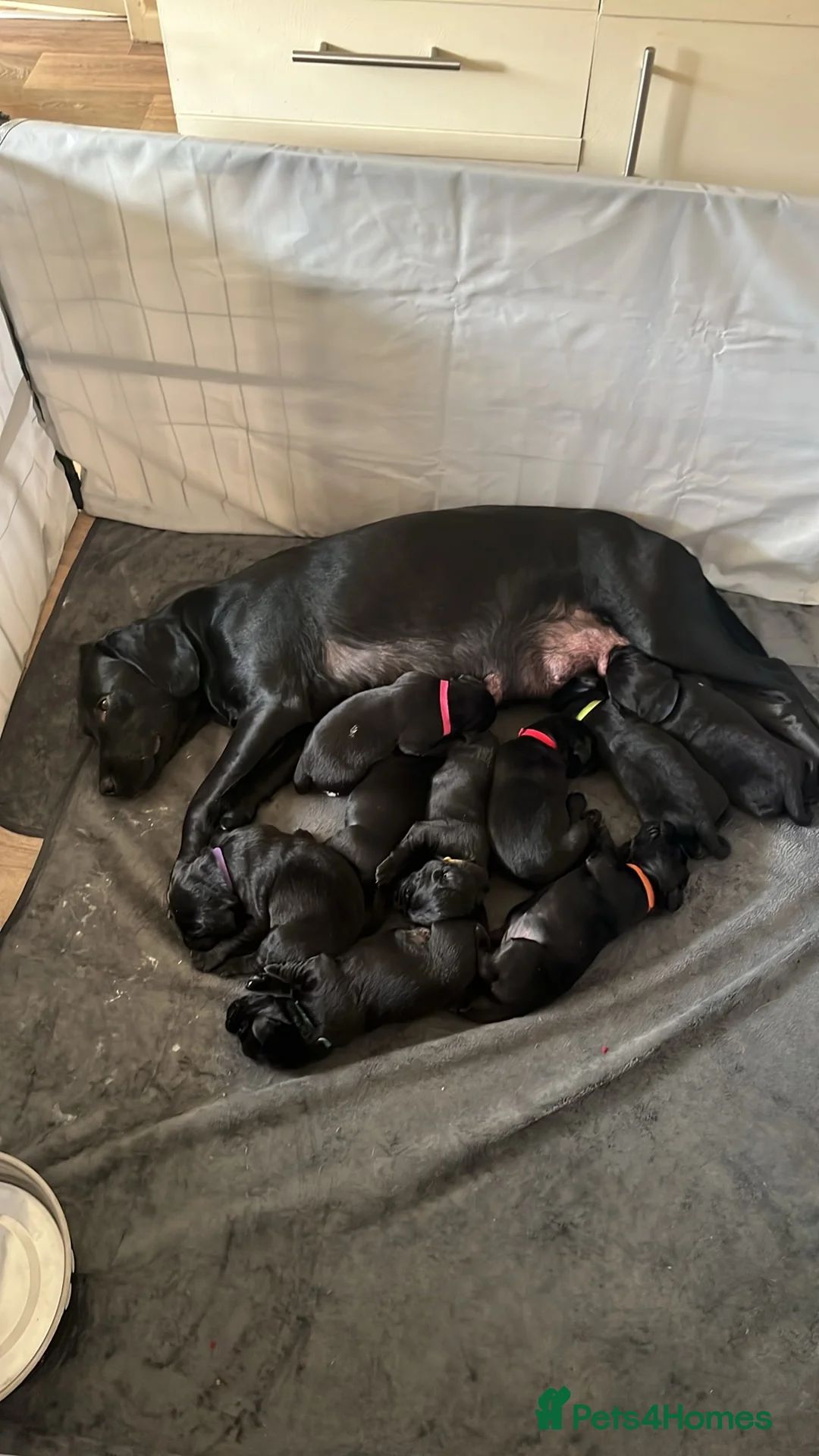 Springador dogs for sale: Springador puppies  - Advert 7