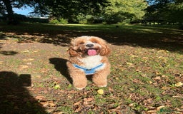Cavapoo dogs for stud: Handsome Cavapoo Stud Dog 🐾  in Weston-super-Mare - Image 8