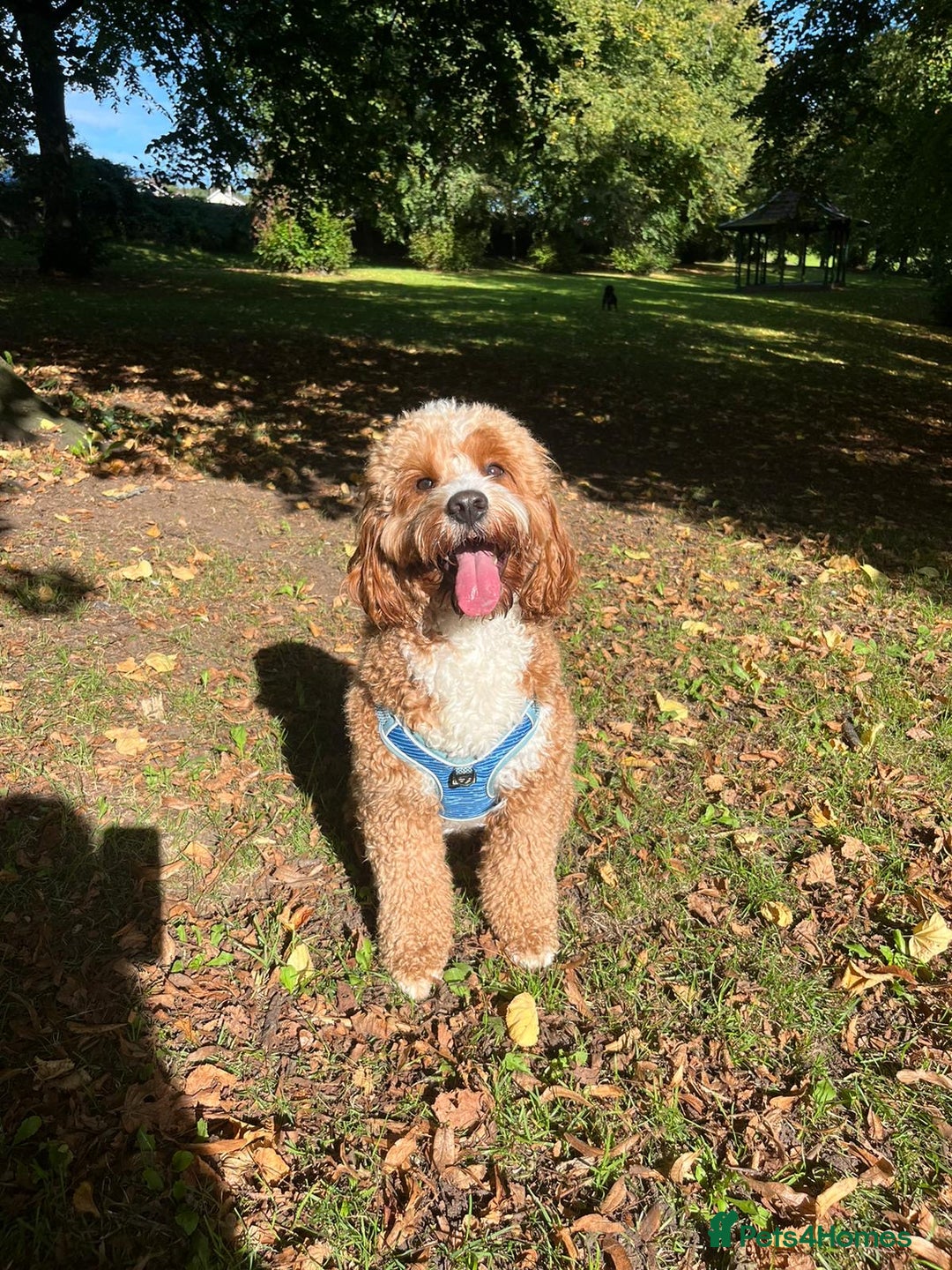 Cavapoo dogs for stud: Handsome Cavapoo Stud Dog 🐾  in Weston-super-Mare - Image 8