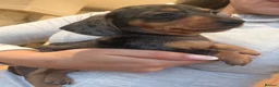 Miniature Dachshund dogs for sale: Mini Dachshunds - Ready for their forever homes in Peterborough - Advert 4