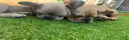 French Bulldog dogs for sale: 🐾Beautiful French Bulldog Puppies 🐾 - Advert 1