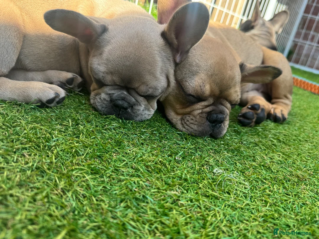 French Bulldog dogs for sale: 🐾Beautiful French Bulldog Puppies 🐾 - Advert 1