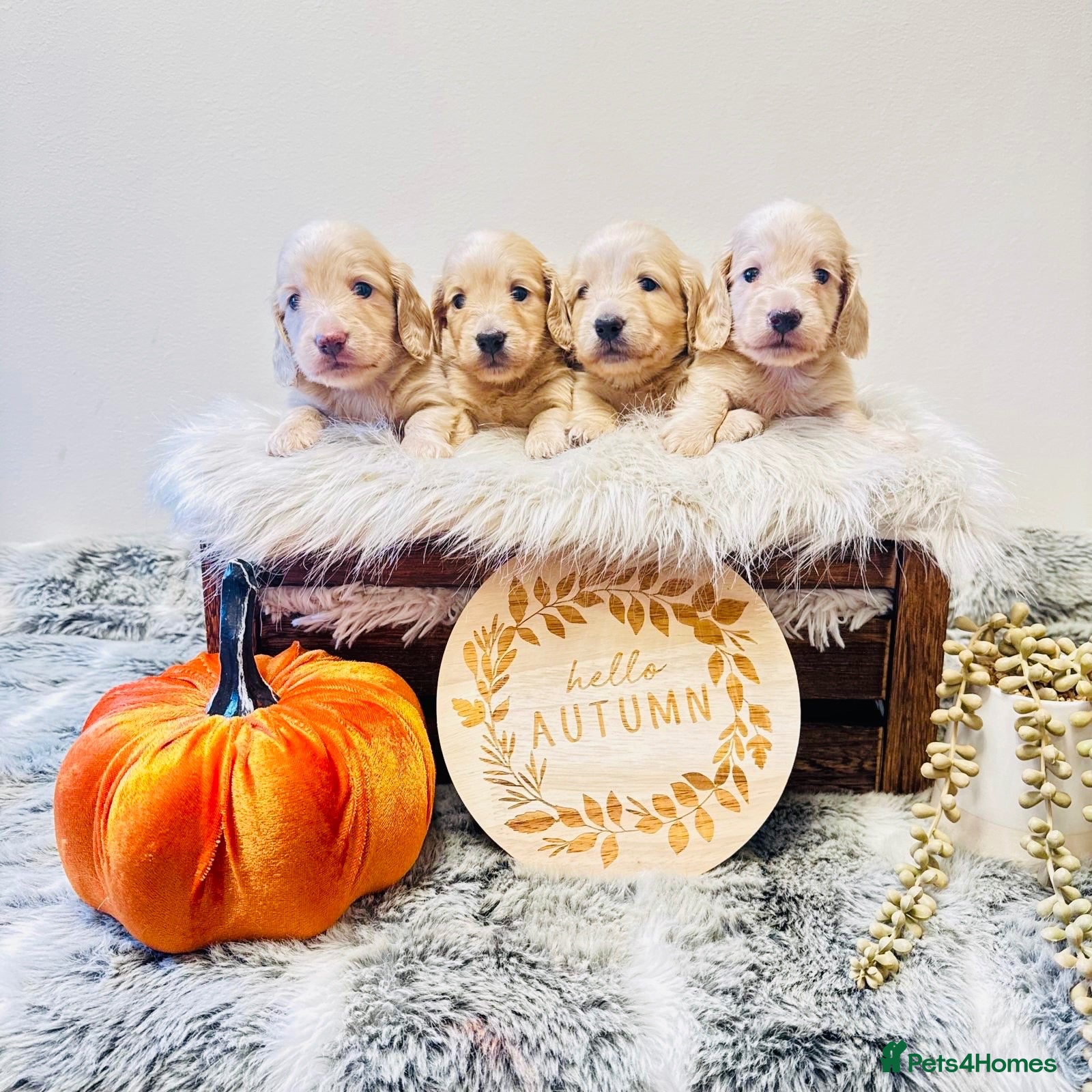 Miniature Dachshund dogs Cream Long-hair Minuature Dachshunds - Advert 1