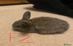 Mixed Breed rabbits for sale: Baby rabbits  - Image 6