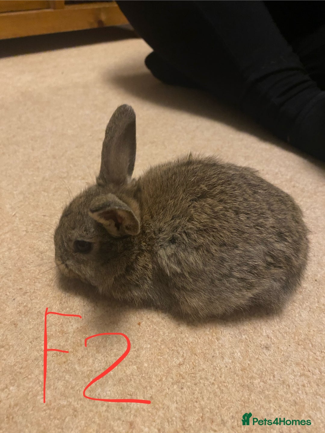 Mixed Breed rabbits for sale: Baby rabbits  - Image 6