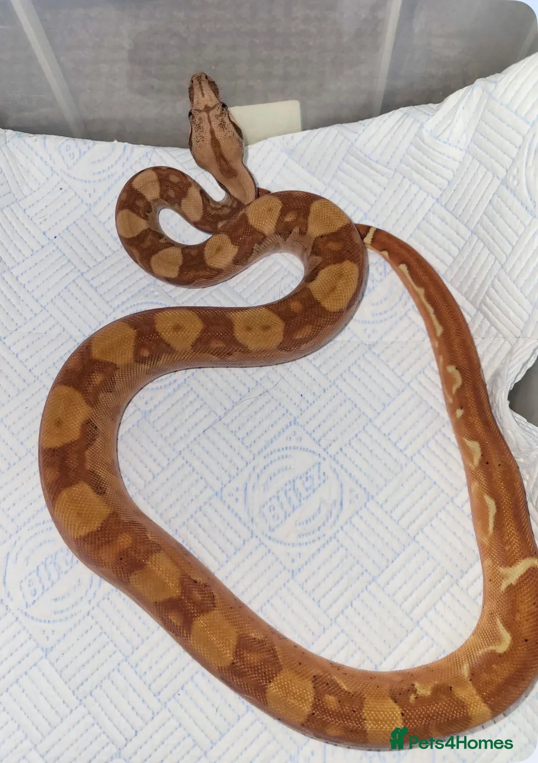Python Snake reptiles for sale: Boa constrictors  - Advert 1