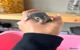 Hamster rodents for sale: Baby Syrian hamsters - Image 11