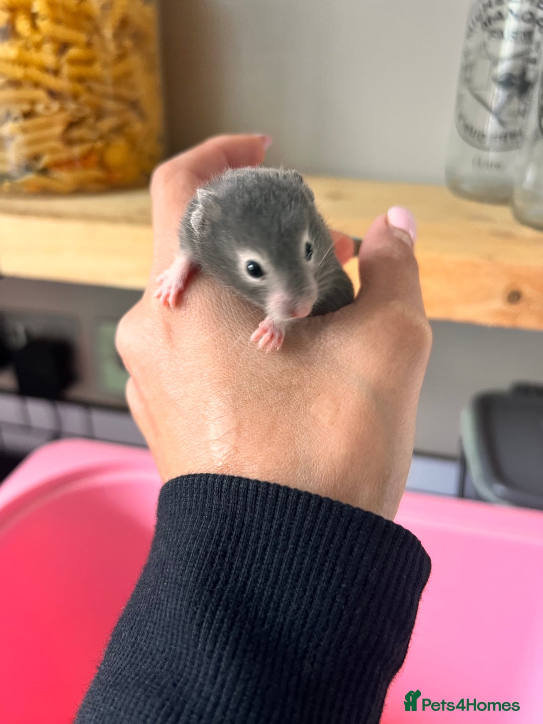 Hamster rodents for sale: Baby Syrian hamsters - Image 11