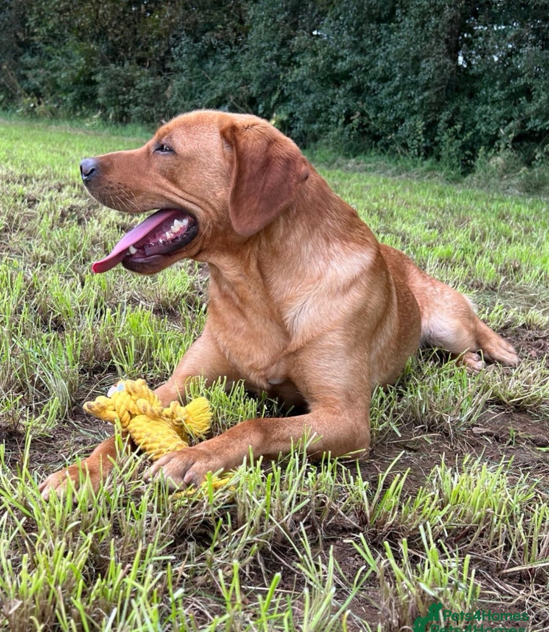 Labrador Retriever dogs for sale: Upcoming Litter of Labradors - Due around 10th Sep - Image 6